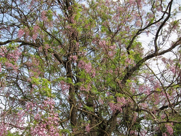 c0043403_21234243.jpg