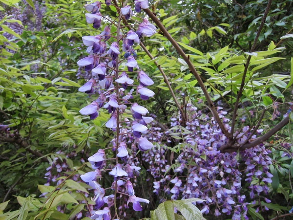 c0043403_21235486.jpg