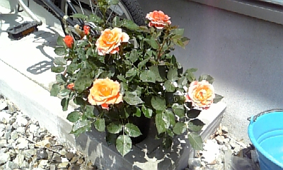 a0100818_21183693.jpg