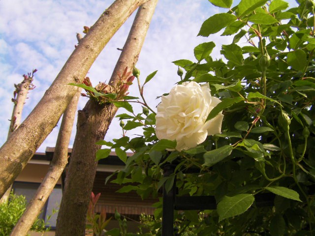 c0204121_2262556.jpg