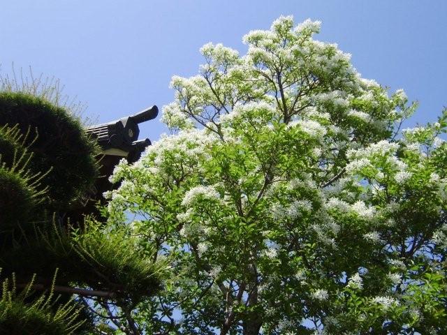 a0166324_15313469.jpg