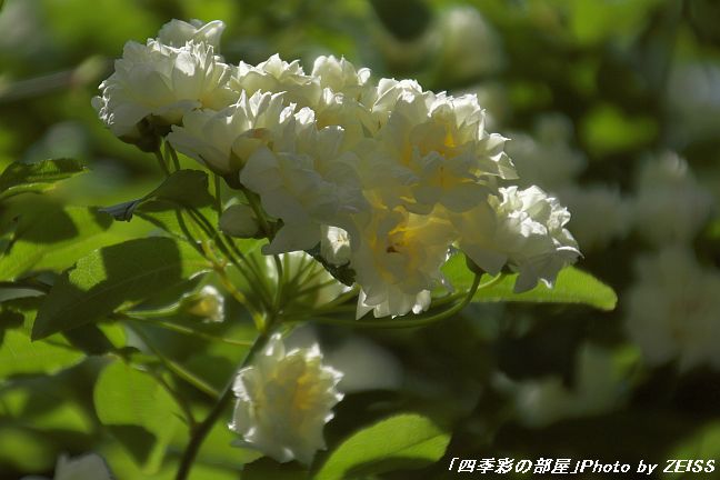 a0195032_072548.jpg