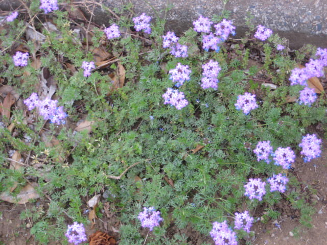 e0166032_1722407.jpg