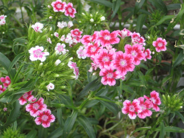 e0166032_17224841.jpg