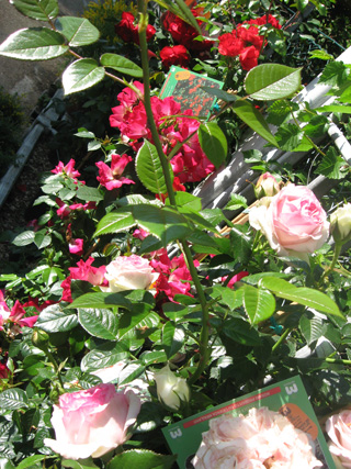 f0234936_55314.jpg