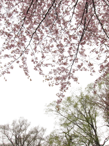b0006537_229262.jpg