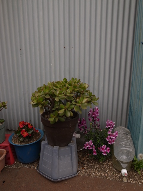 a0087341_2344731.jpg