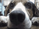 b0005652_20542732.gif