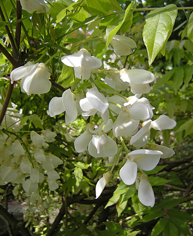a0001354_22181388.jpg