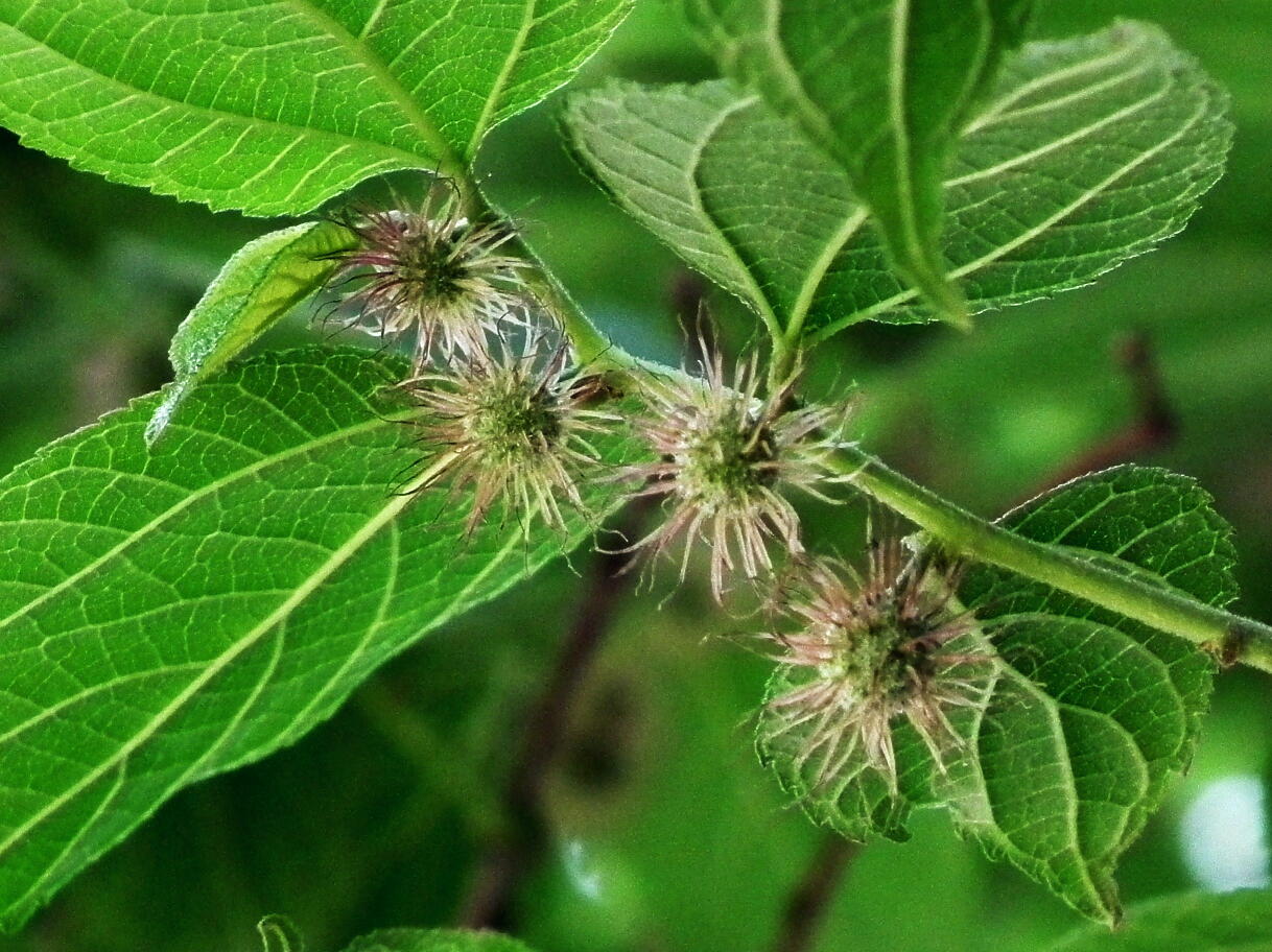 e0064158_23124551.jpg