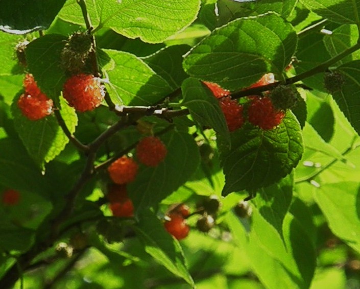 e0064158_23271791.jpg
