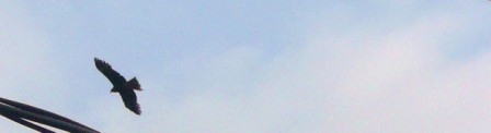 a0158061_950862.jpg