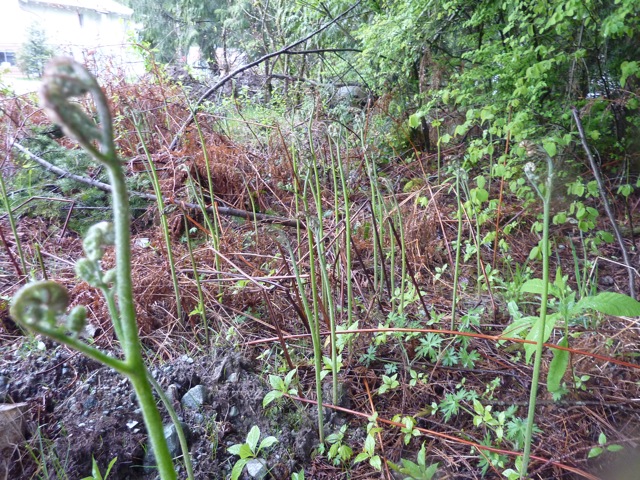 c0080075_354297.jpg