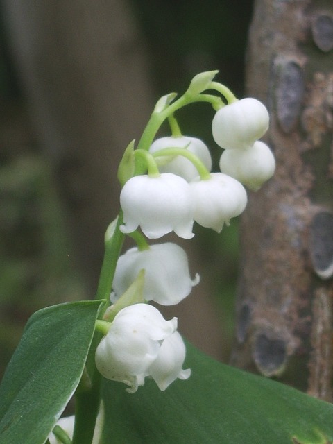 e0025300_1457408.jpg