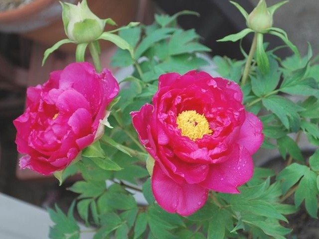 e0025300_14591968.jpg