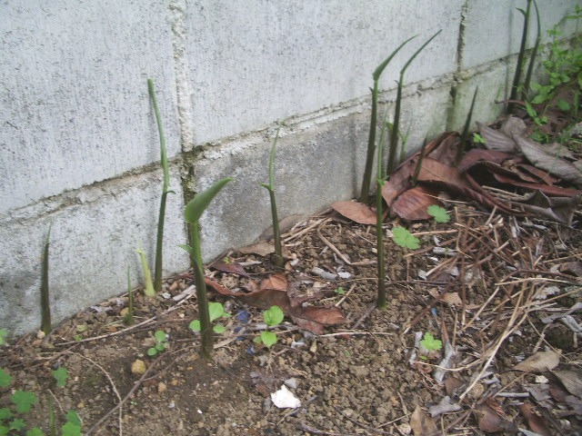 e0025300_1562737.jpg