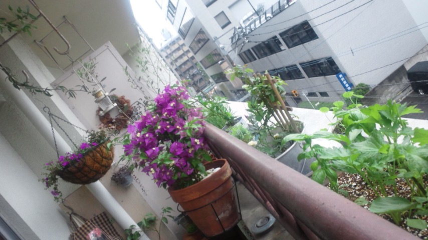 e0197807_13392122.jpg