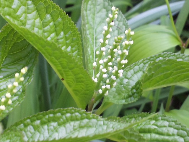 f0040711_17181299.jpg