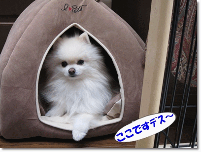 b0167519_9535170.gif