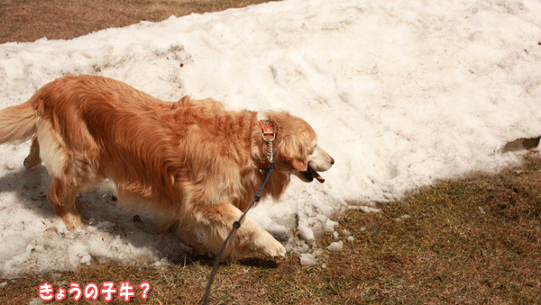 f0203423_16364160.gif