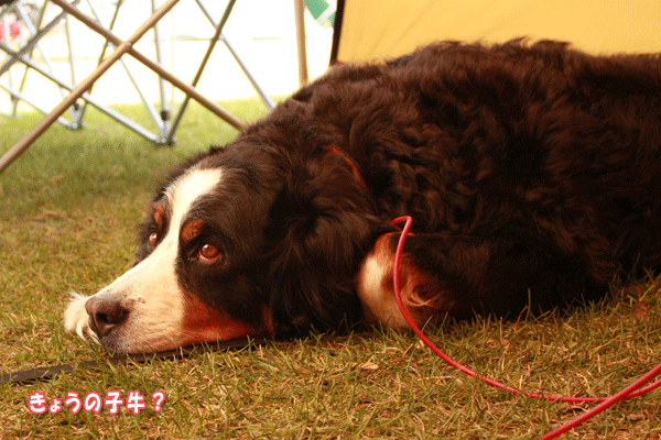 f0203423_16373895.gif
