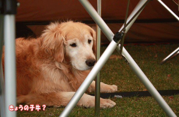 f0203423_163947.gif