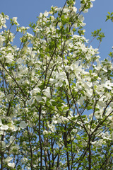 f0053026_11167.jpg