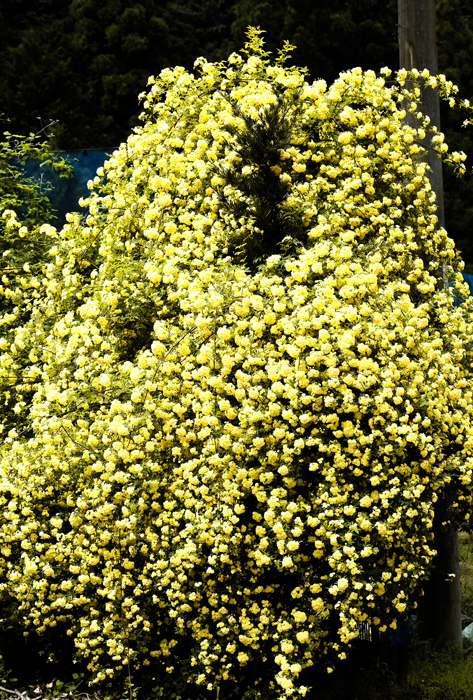 d0147530_78819.jpg