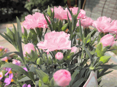 c0136736_14123270.gif