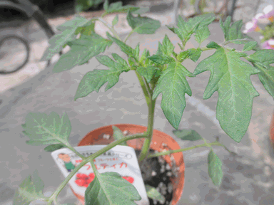 c0136736_14125945.gif