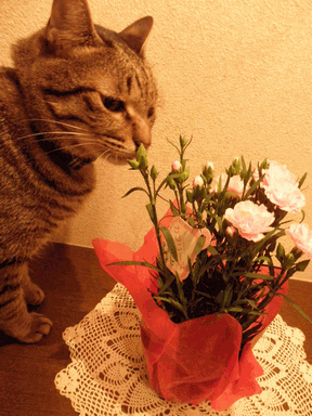 c0136736_1483912.gif