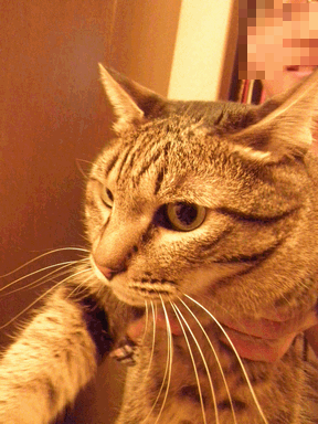 c0136736_1494789.gif