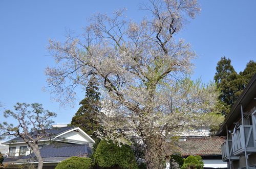 d0156438_1159959.jpg