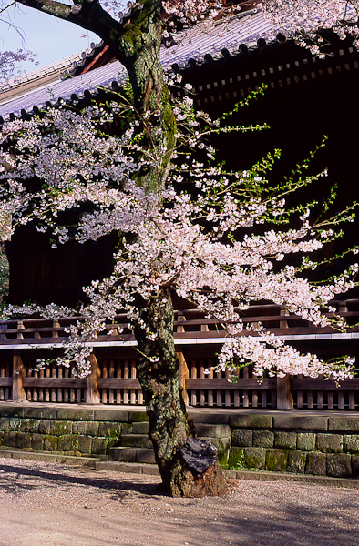 c0120439_1131766.jpg