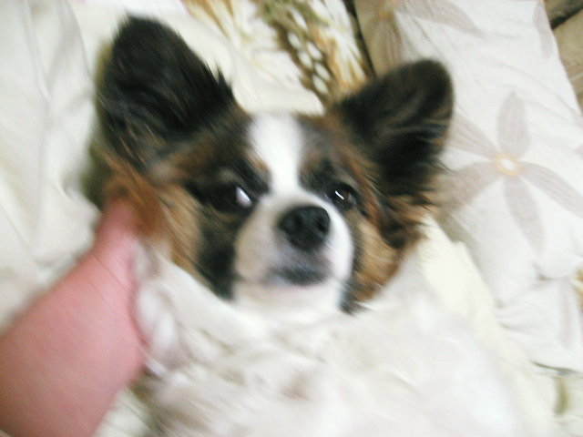 a0149240_23264618.jpg