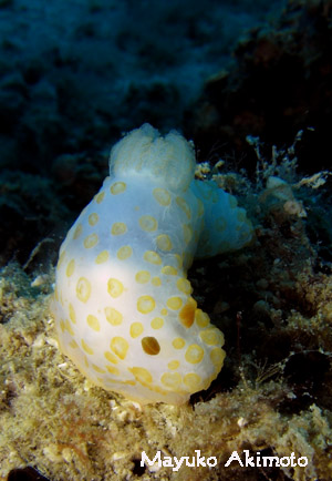 e0027447_1412650.jpg