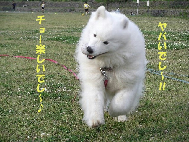 e0176159_14122190.jpg