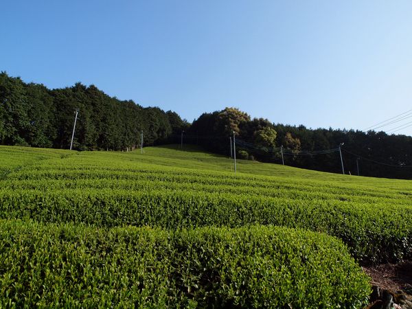 b0221377_15402631.jpg