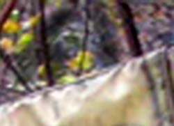 e0103408_2285294.jpg