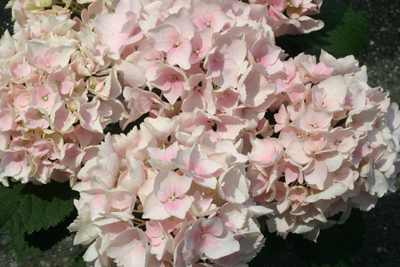 c0175114_2011135.jpg