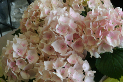 c0175114_2051260.jpg