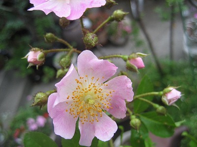f0139520_1957716.jpg