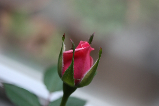 d0077029_11556100.jpg