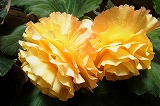 a0017634_18193560.jpg