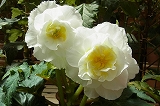 a0017634_1820597.jpg