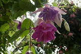 a0017634_1853377.jpg