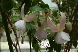 a0017634_1865284.jpg
