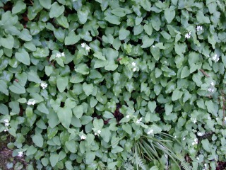 e0110940_23165291.jpg