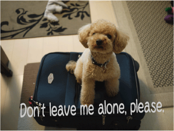 b0182846_1835914.gif