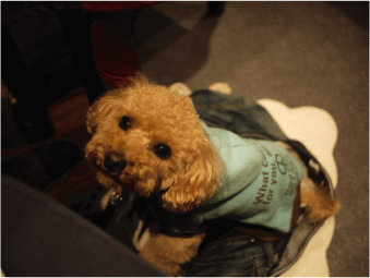 b0182846_18384912.gif